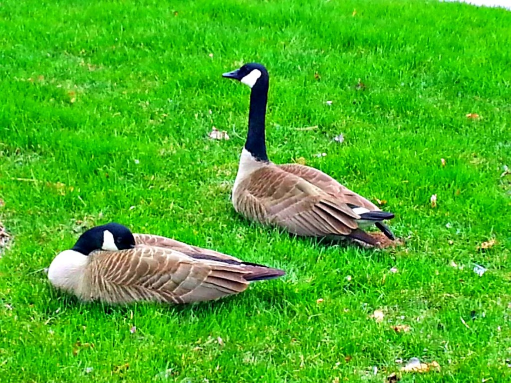 Canadian Geese